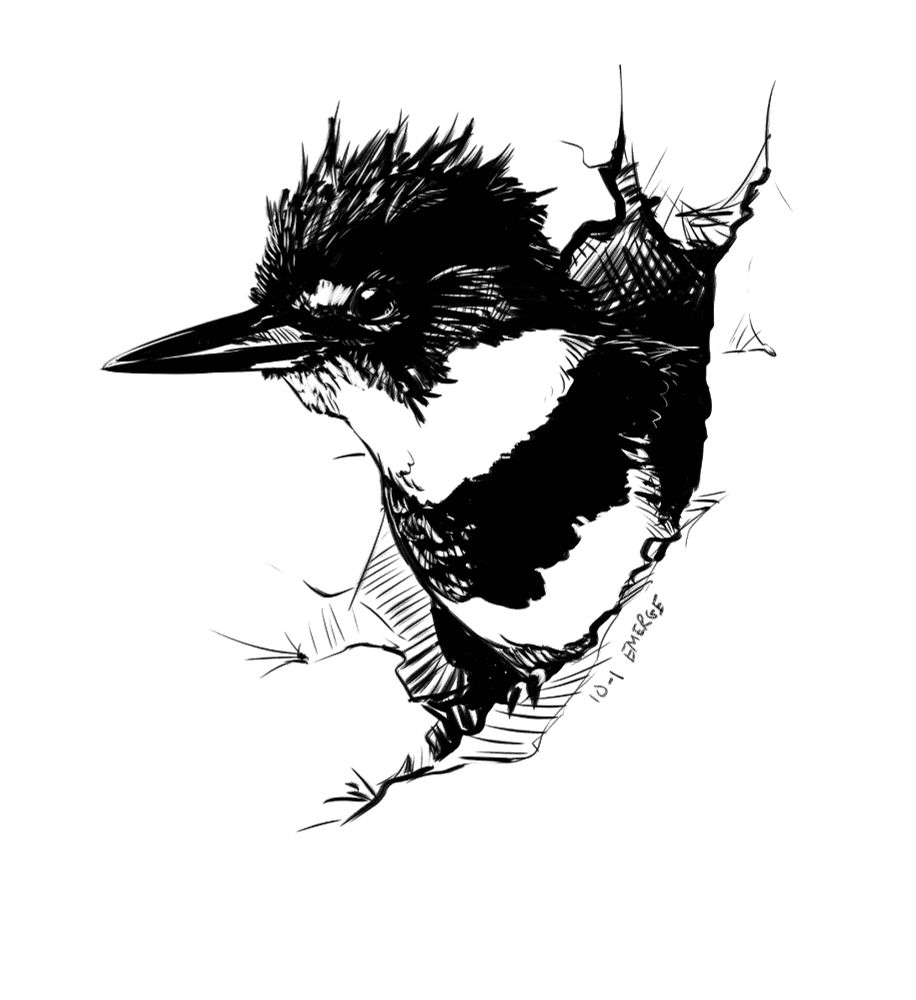 Black and white digital lineart drawing of a Belted Kingfisher popping out of an earthen burrow which has been dug sideways into a vertical (but not really pictured here) streambank. Only her upper half is visible, beak pointing left, tiny little claws gripping the soil below her belly.