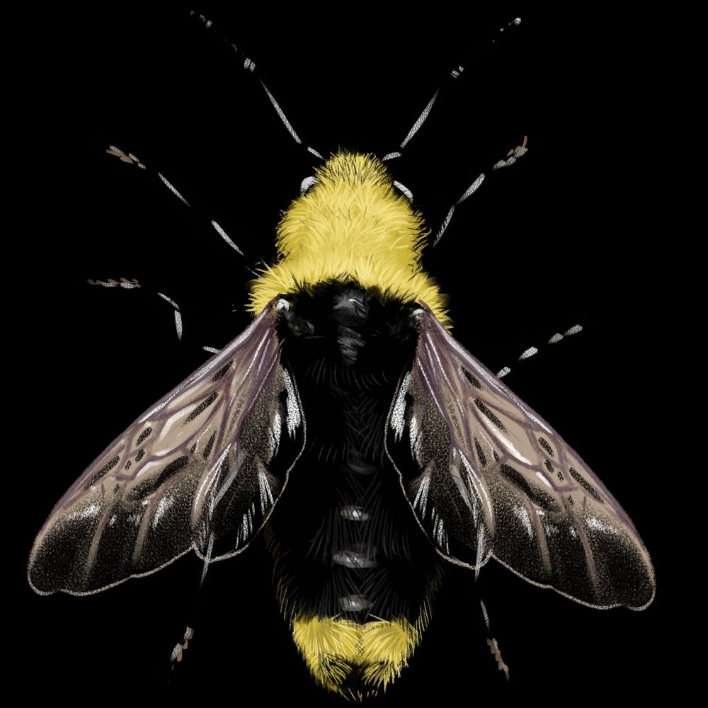 Bombus insularis, a common cuckoo bumble bee found in western North America. It is illustrated as if seen from above. It has a bright yellow head, a yellow band across the top of the thorax, an elongated abdomen, and a bright yellow band near the tip of the abdomen that extends all the way to the tip with a black center at the very end. Lots of long fuzzy hair covers its body. It has two translucent wings with a faint purple tint to the veins.