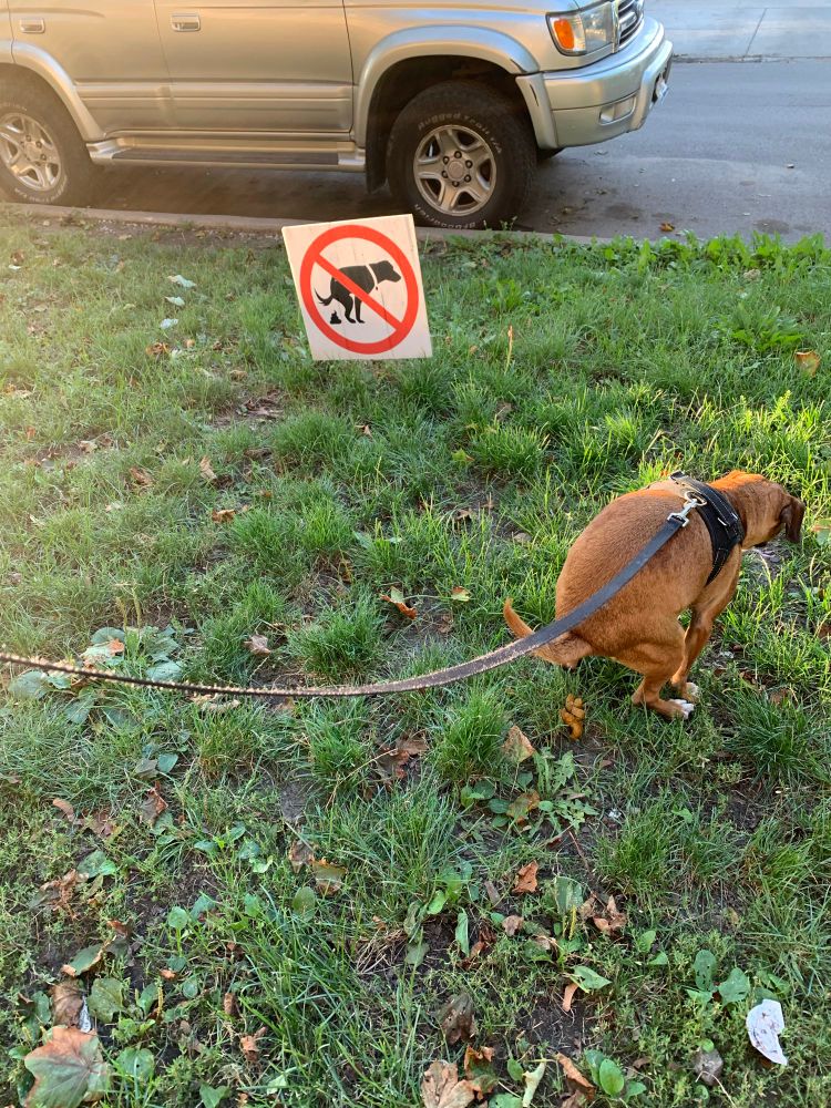 My little brown dog George pooping near a “no pooping” sign 