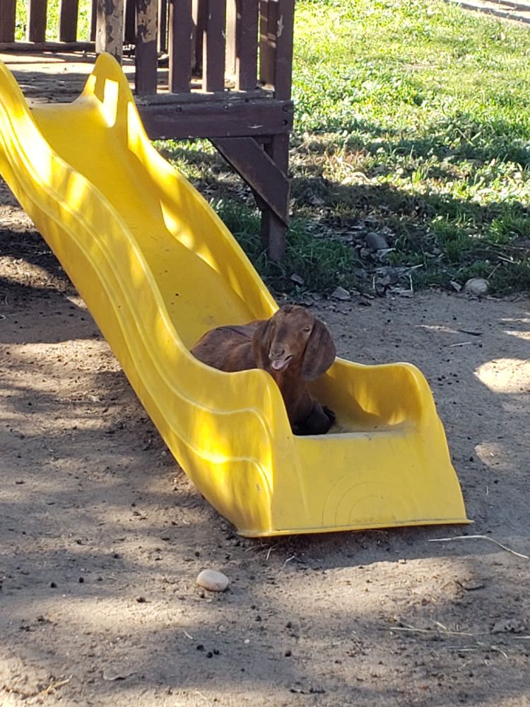 A small brown goat sitting on a slide