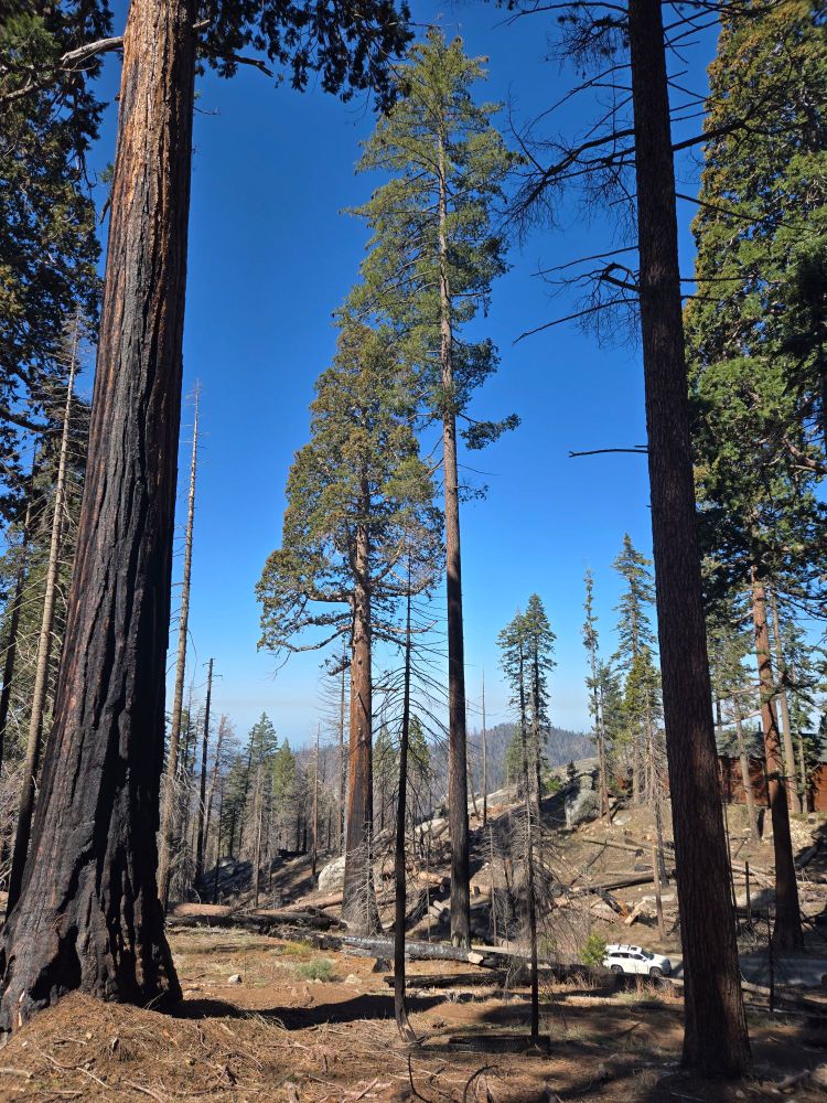Living sugar pine and giant Sequoia trees in a burned landscape.