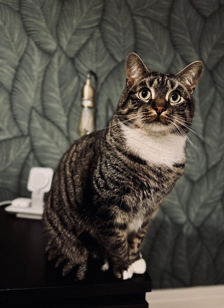 Tabby cat sitting on a side table