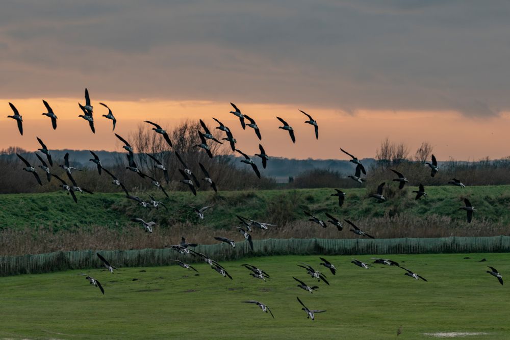 a flock of Brent geese wheel around to land in a field with an orange sunset glow behind