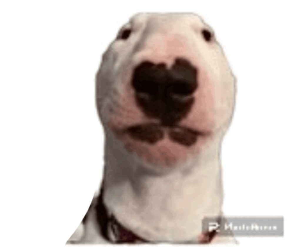 a close up of a bull terrier 's face with a heart shaped nose .