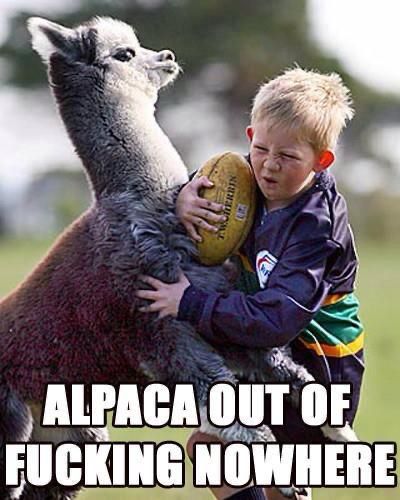 Alpaca out of fucking nowhere 