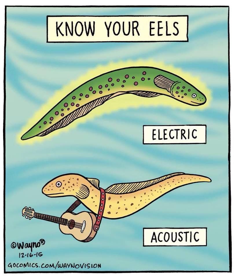 This is a humorous cartoon that plays on the word "eels" by comparing them to musical instruments.

At the top, under the label "KNOW YOUR EELS", there are two illustrations.

The first eel is labeled "ELECTRIC" and is glowing with a yellow aura, representing an electric eel.

The second eel is labeled "ACOUSTIC" and is shown holding a wooden acoustic guitar.

Alt Text generated by AI but fixed by a human because it was so, so bad. 