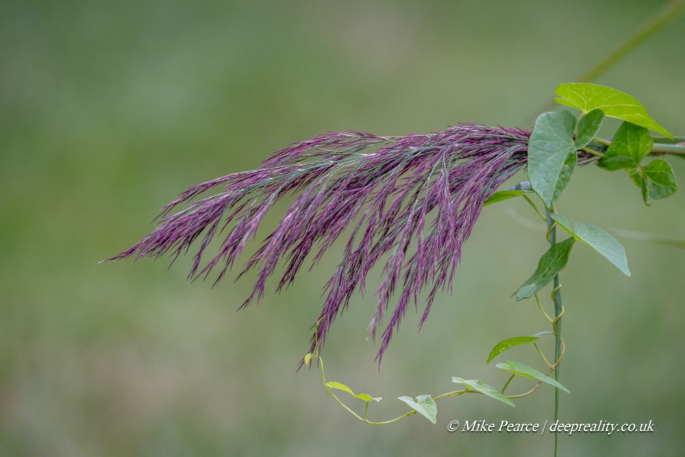 A purple common reed seed head with green convolulus tendril.