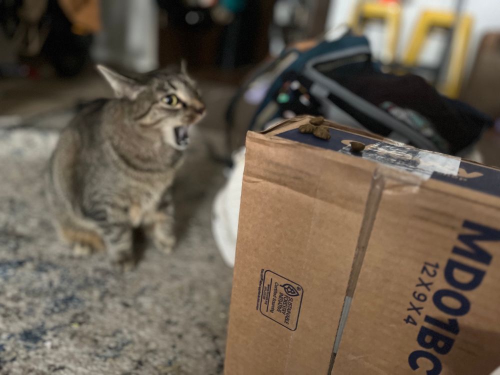 tabby cat about to eat her treats
