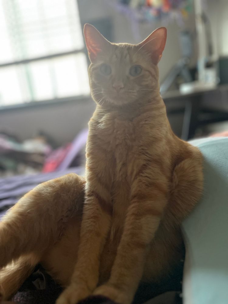 ginger cat sitting like a weirdo, all legs