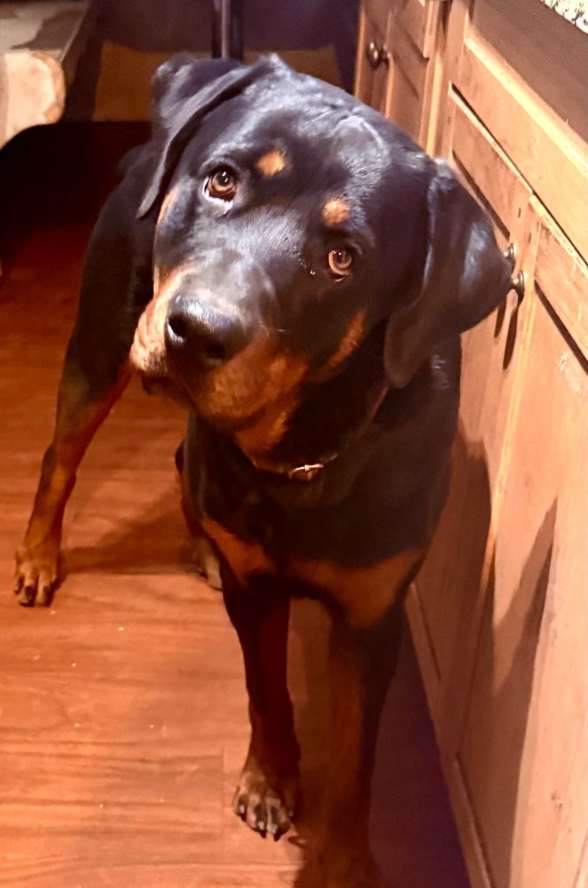Rottweiler looking up at camera.
