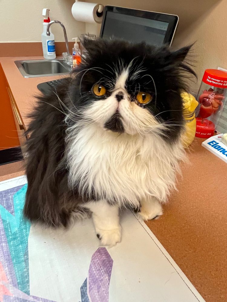 Black and white Tuxedo Cat at the vet's
