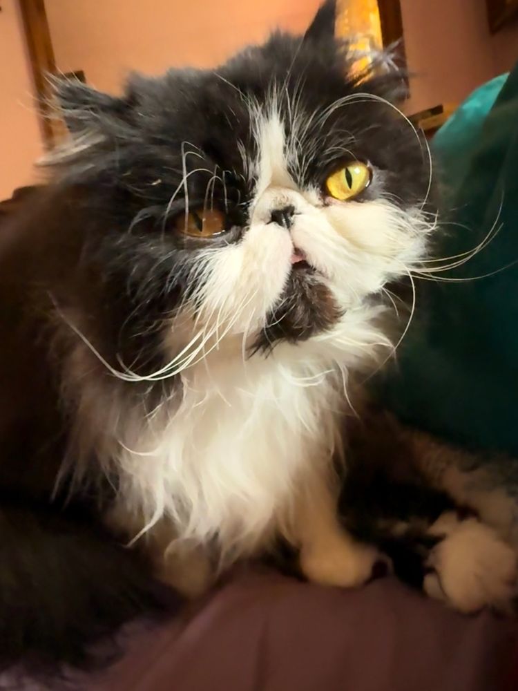 Black & white Tuxedo cat.