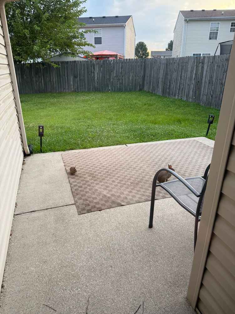 2 bunnies in the back yard. 