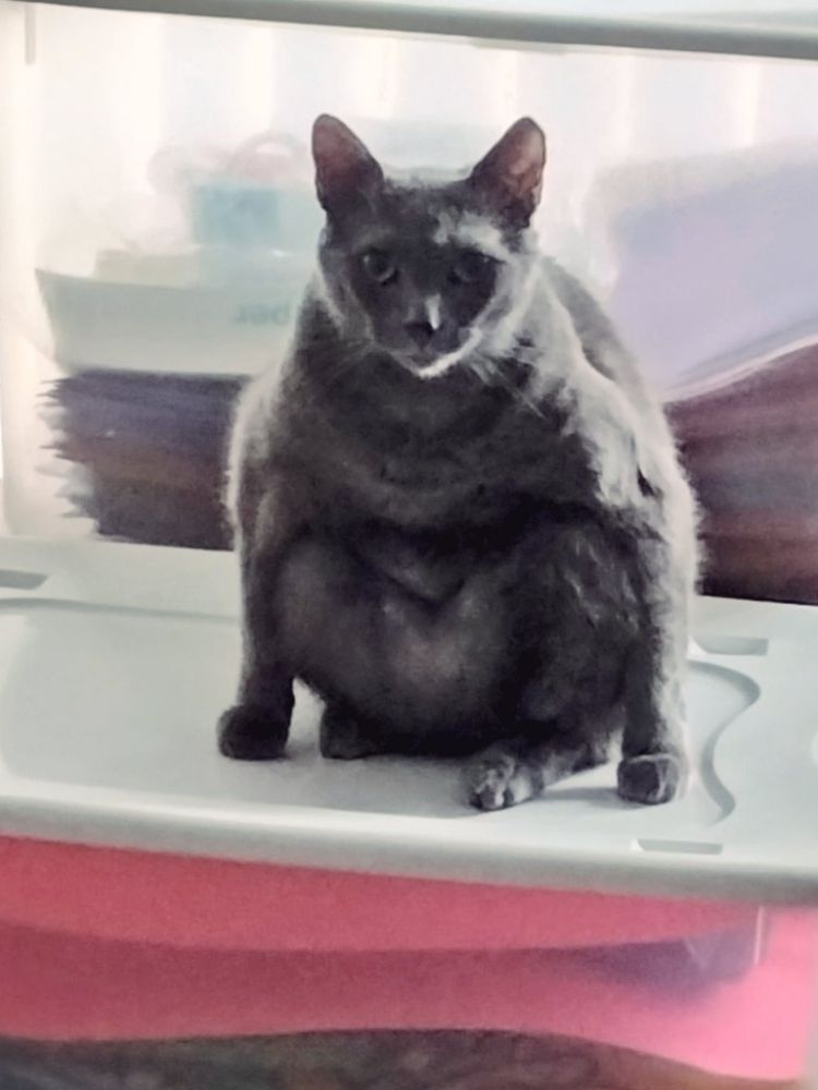 Big gray cat boi 