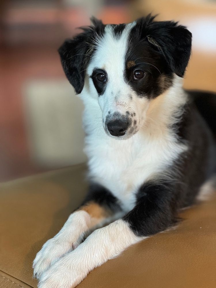 Annie at 3 months old in August '24