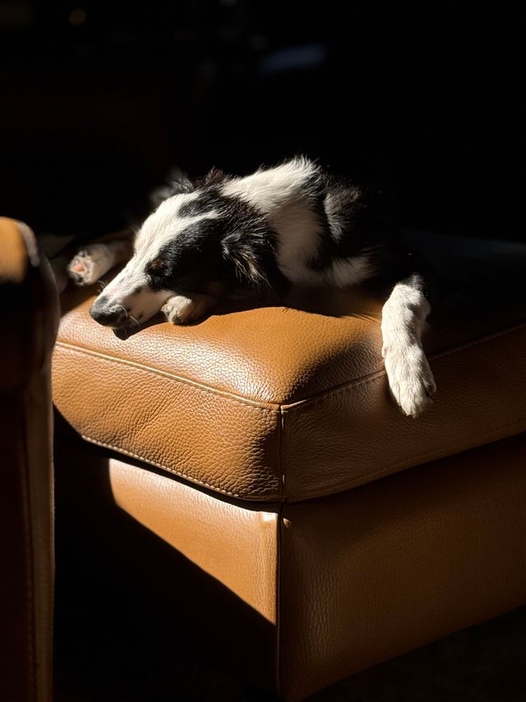 Annie in September '24 - all tuckered out!