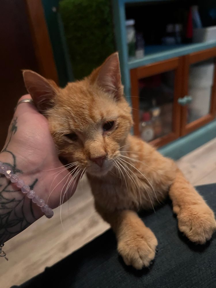An orange kitten getting his chin scritched 
