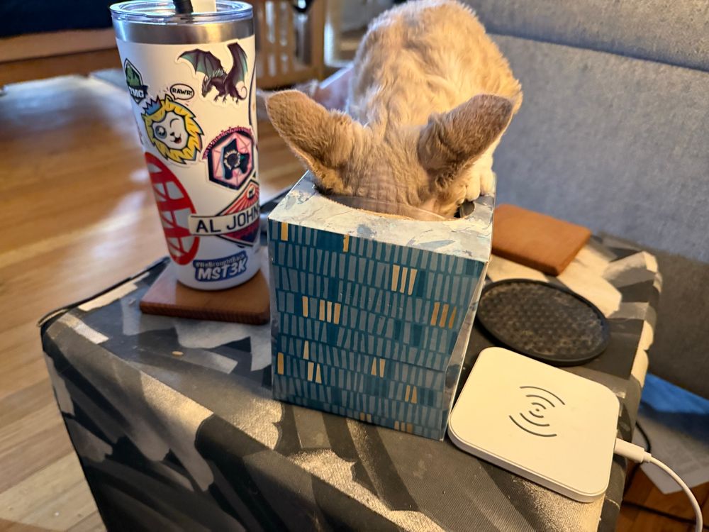 A kitten sticking her head into a box of tissues. 