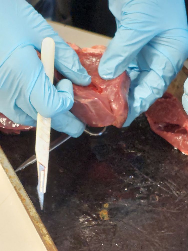 Meine Hände beim Präparieren 