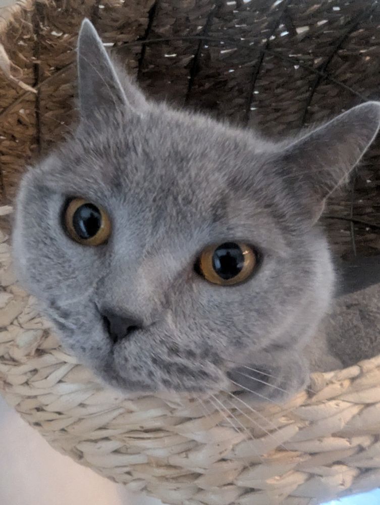 Grauer Kadser schaut aus einem Körbchen 