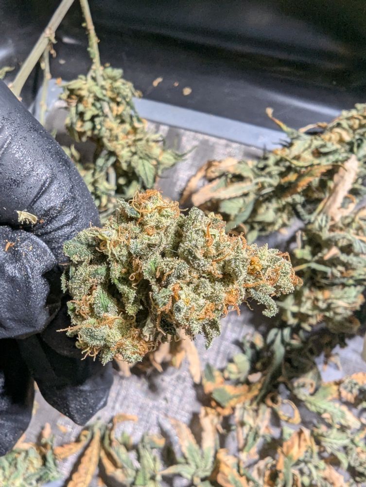 Nahaufnahme einer Miniblüte. Man erkennt jede Menge flitzernder Trichome.