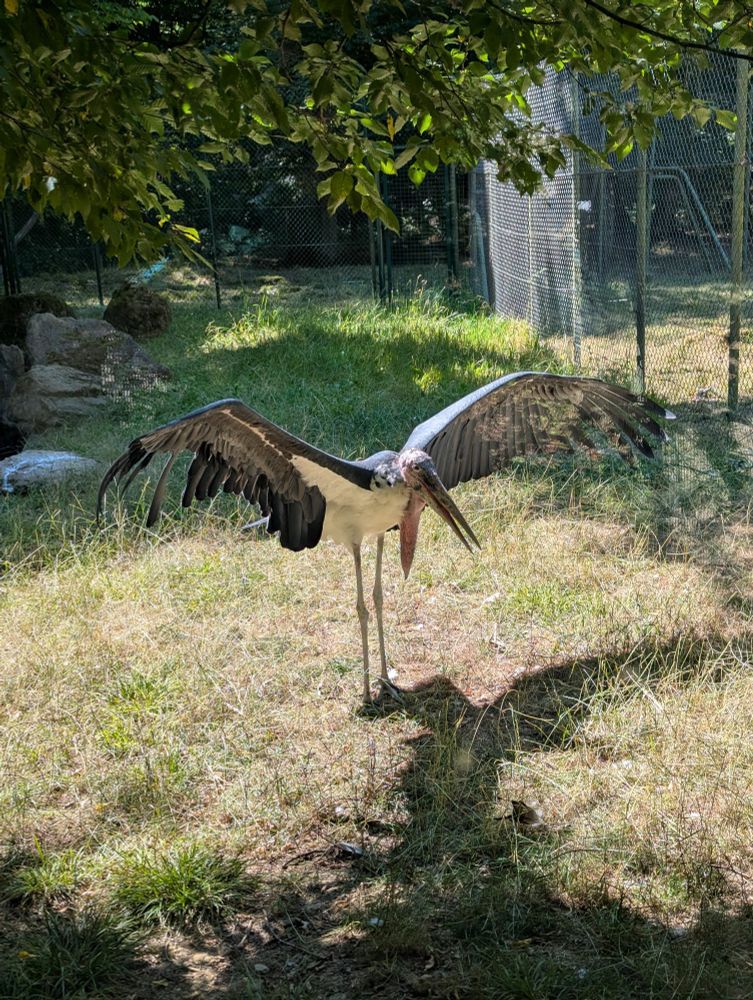 Ein Marabu steht auf einer Wiese mit ausgestreckten Flügel.
