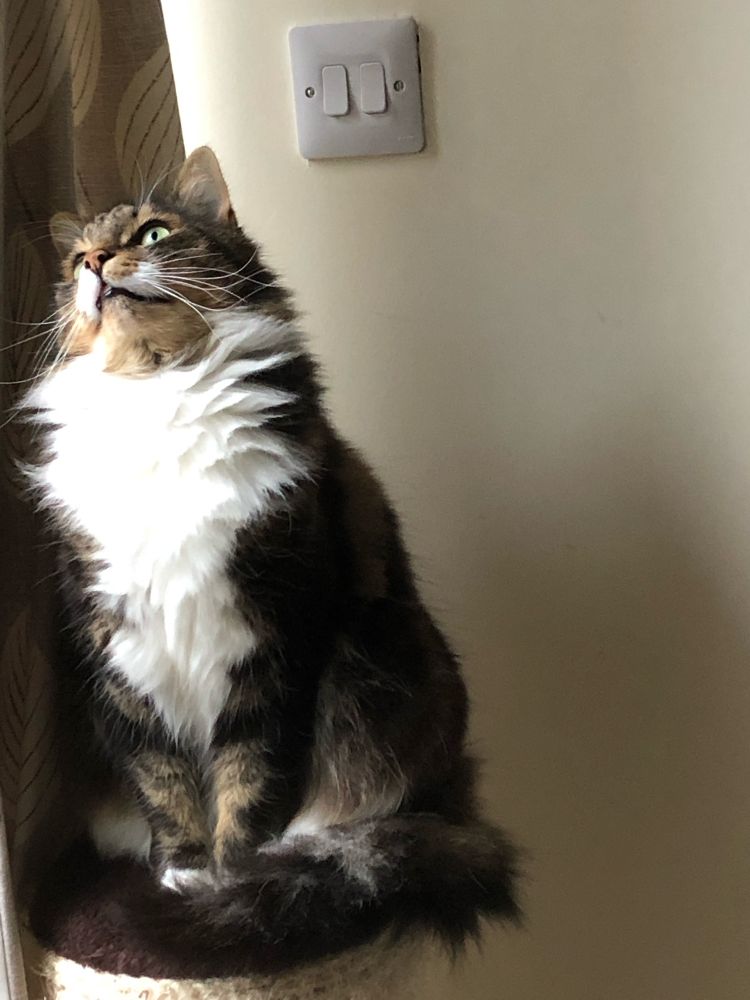 Fluffy tabby cat looking wistful (actually looking at some kind of insect) 