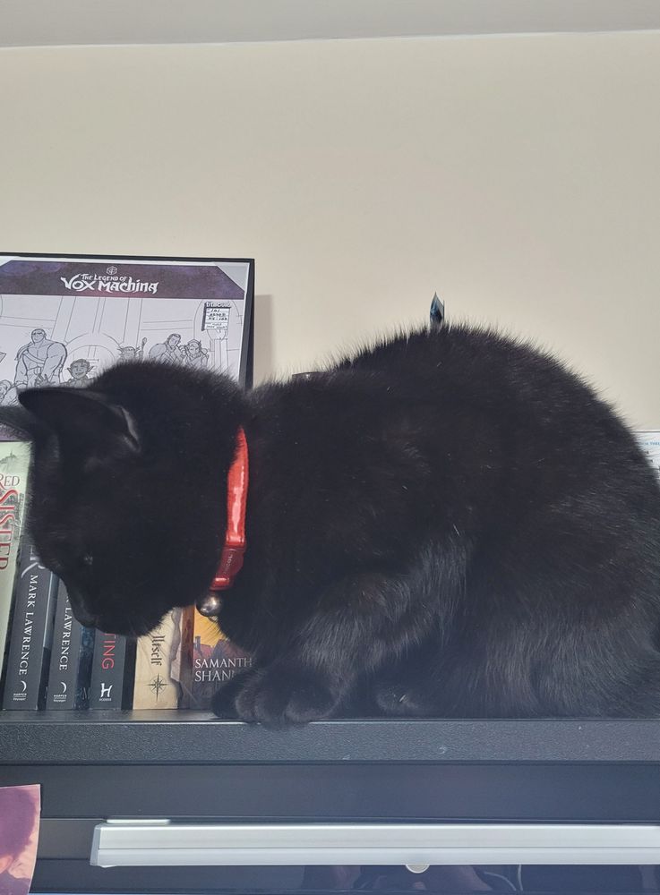 Black cat with red collar sitting quietly on a shelf in front of some books.