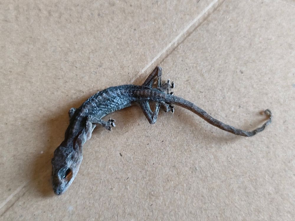 干からびてミイラみたいになったヤモリ
眼球はないが腐ったようたところもない