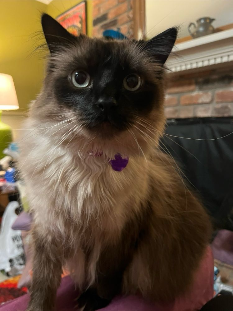 A fluffy tan and brown cat sits on the arm of a chair. 