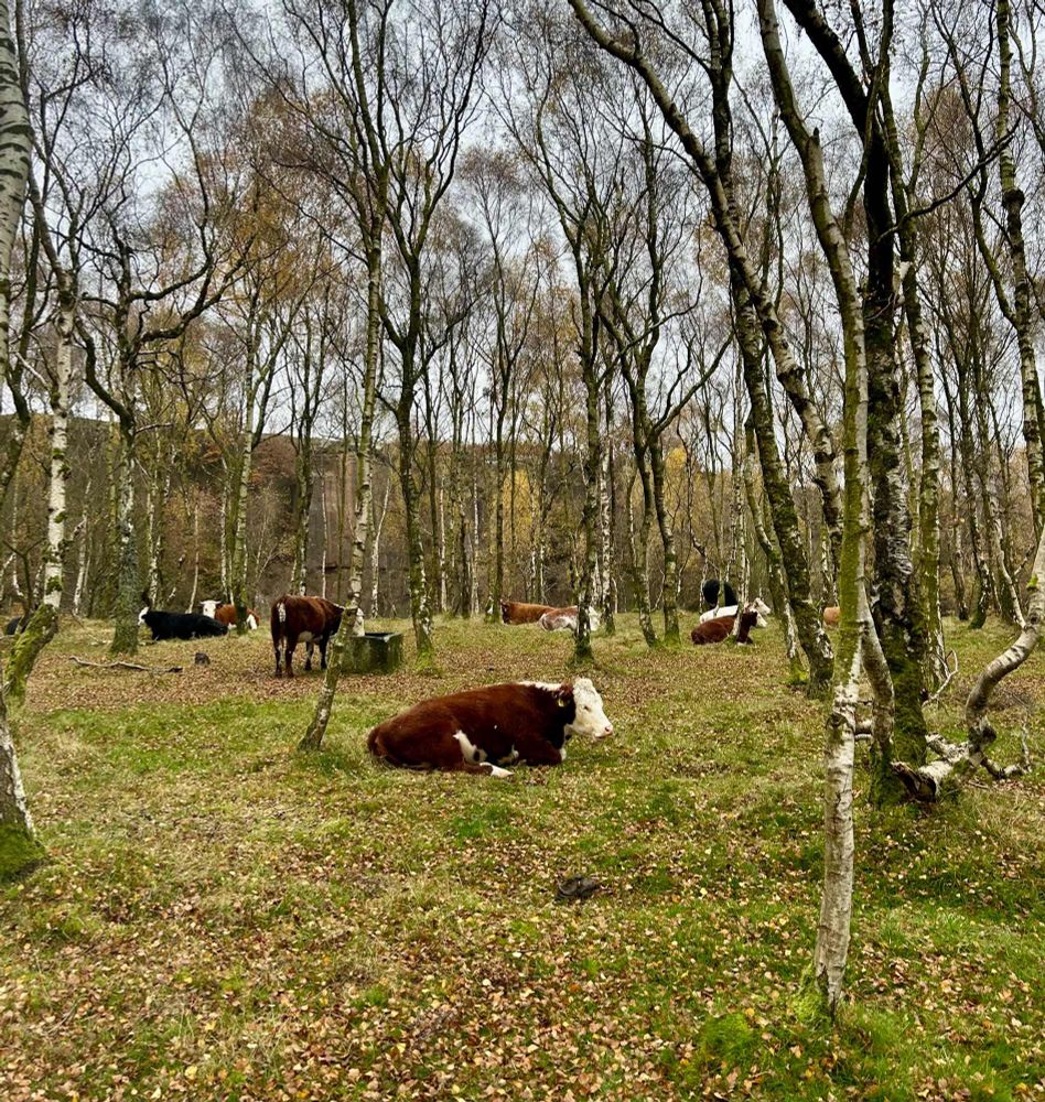 Cows relaxing in a grove of silver birch trees
