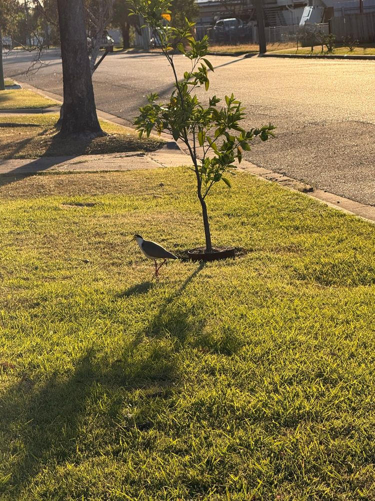A plover in my front yard 