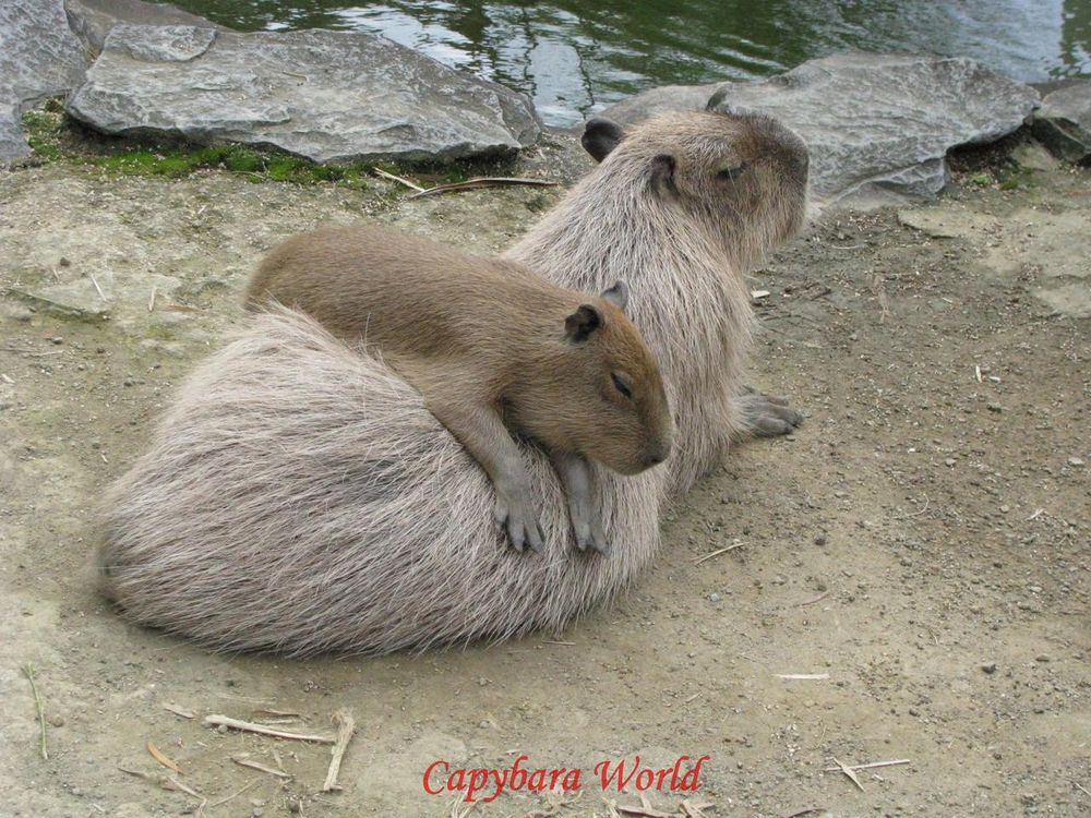 two capybaras cuddling 