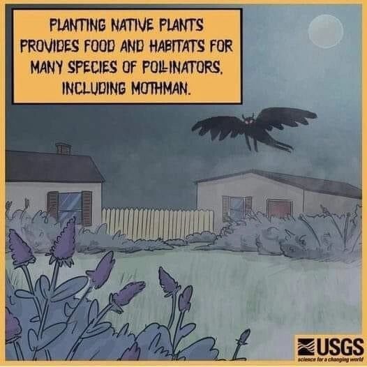Planting native plants provides food and habitats for many species of pollinators, including Mothman. U.S.G.S.