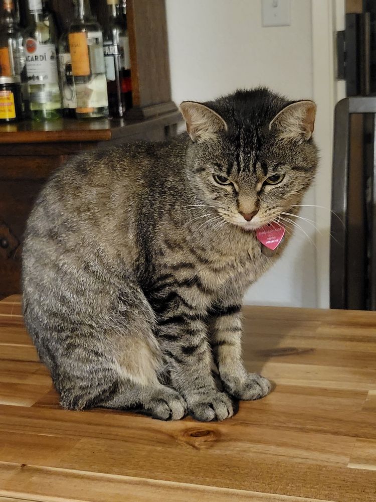 Gray tabby sitting upright with a somewhat menacing expression