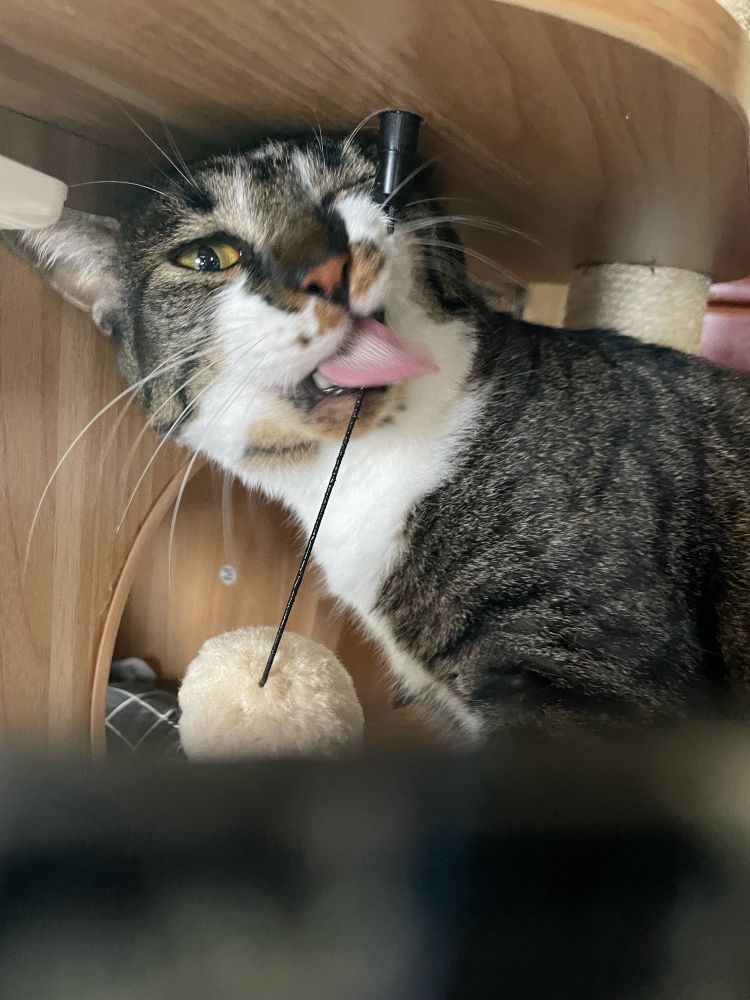 今日の気になった猫話題