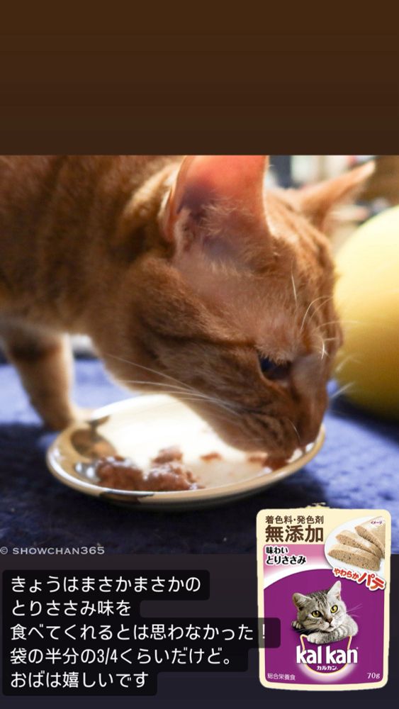 カルカンやわらかパテ