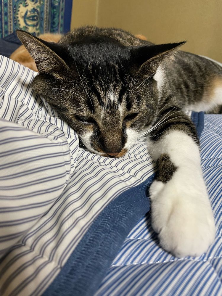 🐈‍⬛今日の気になった猫話題
「動物の福祉、日本はなお途上　「基本法」制定の可能性は－風紋」日経