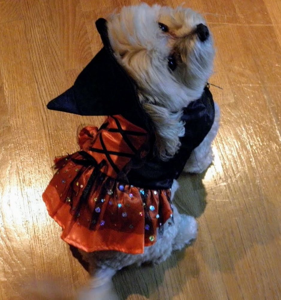 A blonde maltipoo in a sparkly black and orange nge dress and a black witch's hat.
