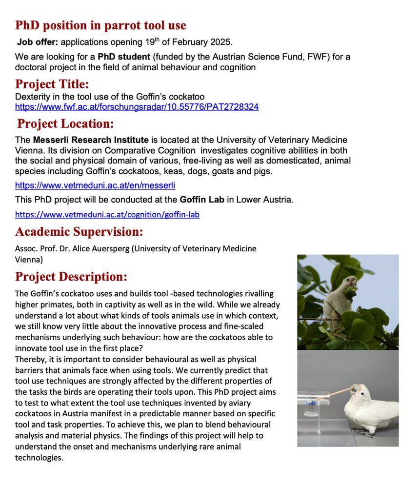 PhD position in parrot tool use
 Job offer: applications opening 19th of February 2025.
We are looking for a PhD student (funded by the Austrian Science Fund, FWF) for a doctoral project in the field of animal behaviour and cognition
Project Title: 
Dexterity in the tool use of the Goffin’s cockatoo
https://www.fwf.ac.at/forschungsradar/10.55776/PAT2728324
 Project Location: 
The Messerli Research Institute is located at the University of Veterinary Medicine Vienna. Its division on Comparative Cognition  investigates cognitive abilities in both the social and physical domain of various, free-living as well as domesticated, animal species including Goffin’s cockatoos, keas, dogs, goats and pigs. 
https://www.vetmeduni.ac.at/en/messerli
This PhD project will be conducted at the Goffin Lab in Lower Austria.
https://www.vetmeduni.ac.at/cognition/goffin-lab
Academic Supervision: 
Assoc. Prof. Dr. Alice Auersperg (University of Veterinary Medicine Vienna) 
Project Description:
The Goffin’s cockatoo uses and builds tool -based technologies rivalling higher primates, both in captivity as well as in the wild. While we already understand a lot about what kinds of tools animals use in which context, we still know very little about the innovative process and fine-scaled mechanisms underlying such behaviour: how are the cockatoos able to innovate tool use in the first place? 
Thereby, it is important to consider behavioural as well as physical barriers that animals face when using tools. We currently predict that tool use techniques are strongly affected by the different properties of the tasks the birds are operating their tools upon. This PhD project aims to test to what extent the tool use techniques invented by aviary cockatoos in Austria manifest in a predictable manner based on specific tool and task properties. To achieve this, we plan to blend behavioural analysis and material physics. The findings of this project will help to understand the onset and mechanisms underlyi…