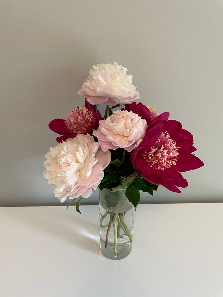 Paenoia “Buckeye Belle” and “Do Tell” in captivity.
