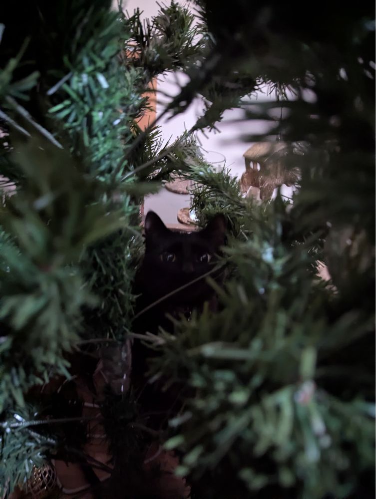 A cat-shaped void in the centre of a Christmas tree.