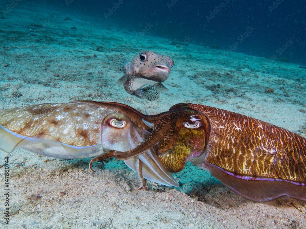 2 cuttlefish make out in front of a pufferfish