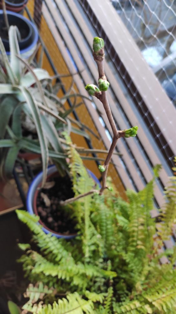 árbol de ginkgo biloba volviendo a tener brotes tras el invierno 