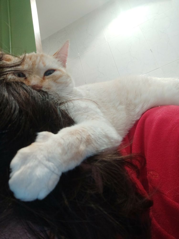 my cat again, looking at the camera while you can feel his claws gripping the side of my face. he's laying comfortably and smugly on my back, sleeping. he's been there for 45 minutes now. still is, while I post this. he's a chunky boy and weighs like a cow