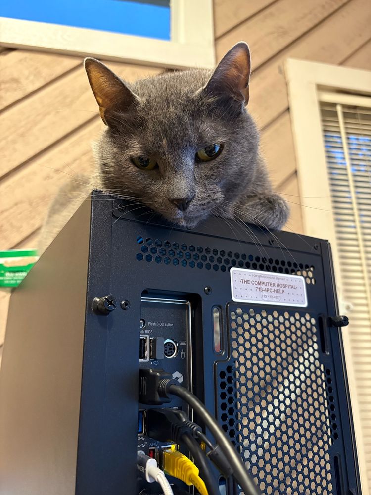Rosie, my dilute tortoiseshell cat, peers down at me from her spot atop the computer tower on my desk. 