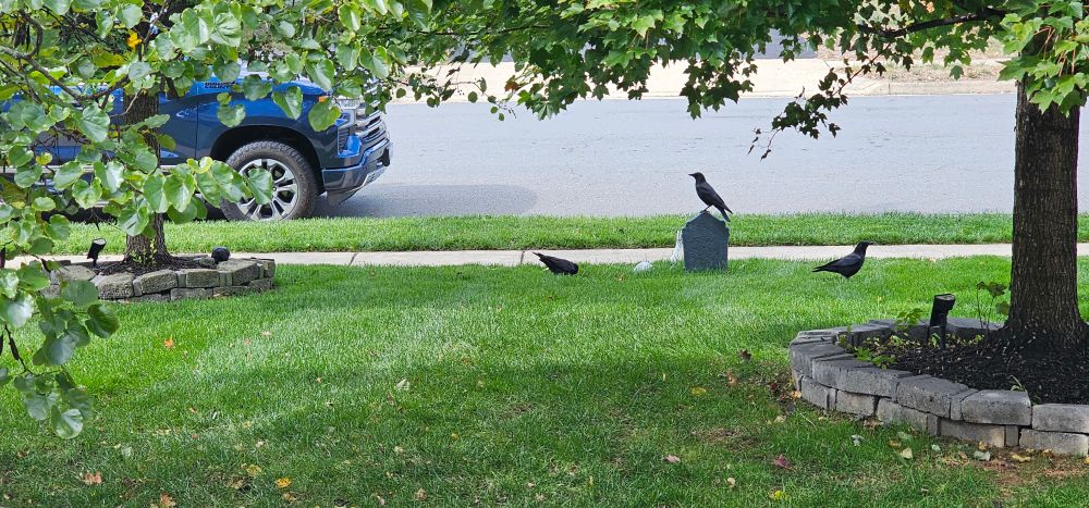 Group if crows on a lawn and Halloween decorations