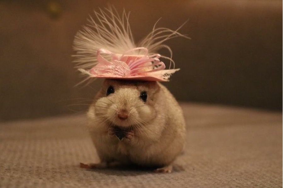 A beautiful white gerbil in an ornate pink hat, flourished with feathers and bows.
