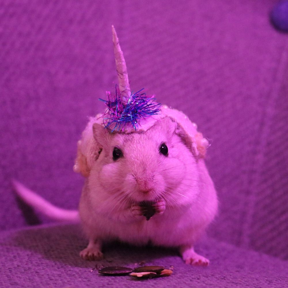 A beautiful gerbil wearing a unicorn horn hat 
