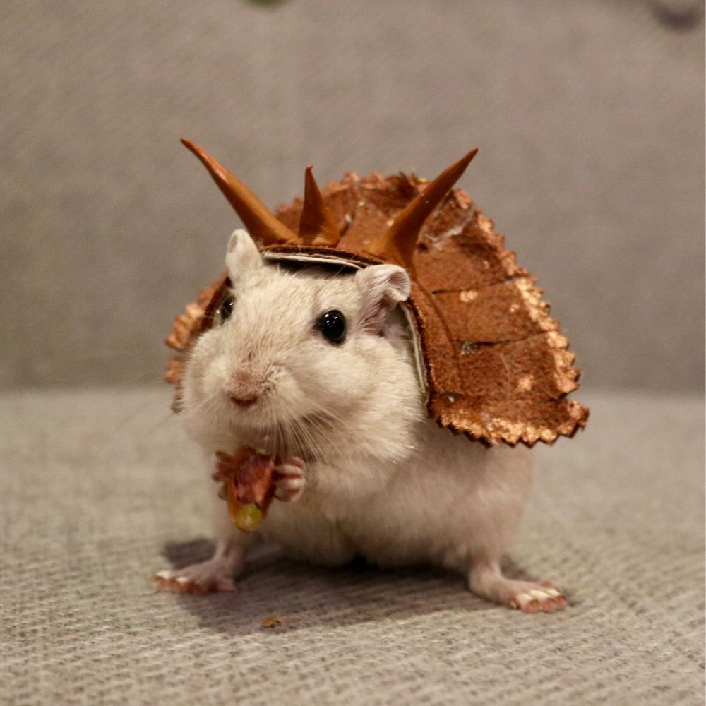 A gerbil dressed as a triceratops 